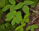 Yellow pimpernel